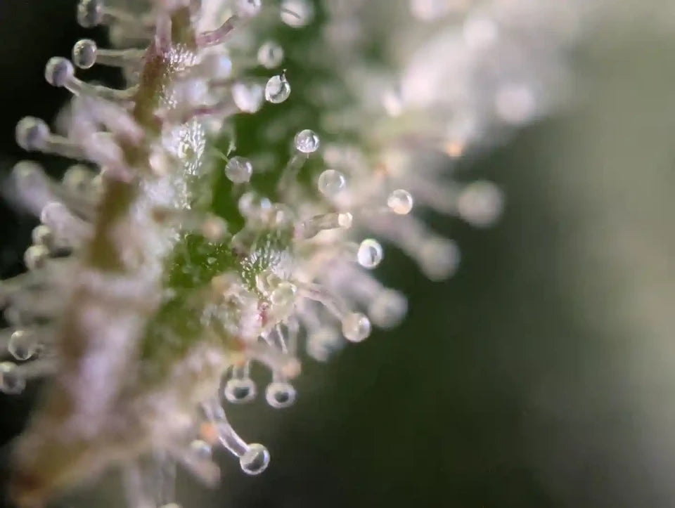 Blue Dream – Indoor THCa Flower