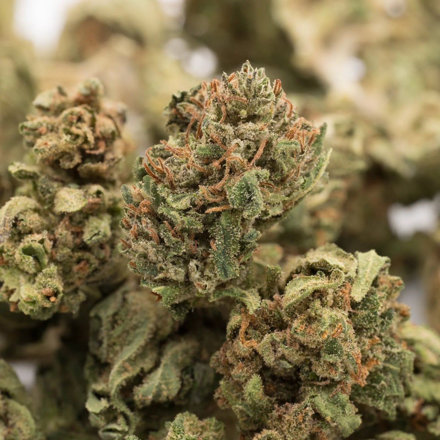 Blue Dream – Indoor THCa Flower